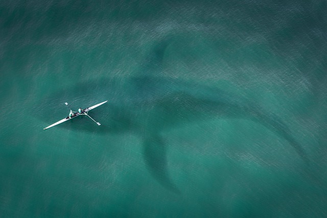 Boat and Orca